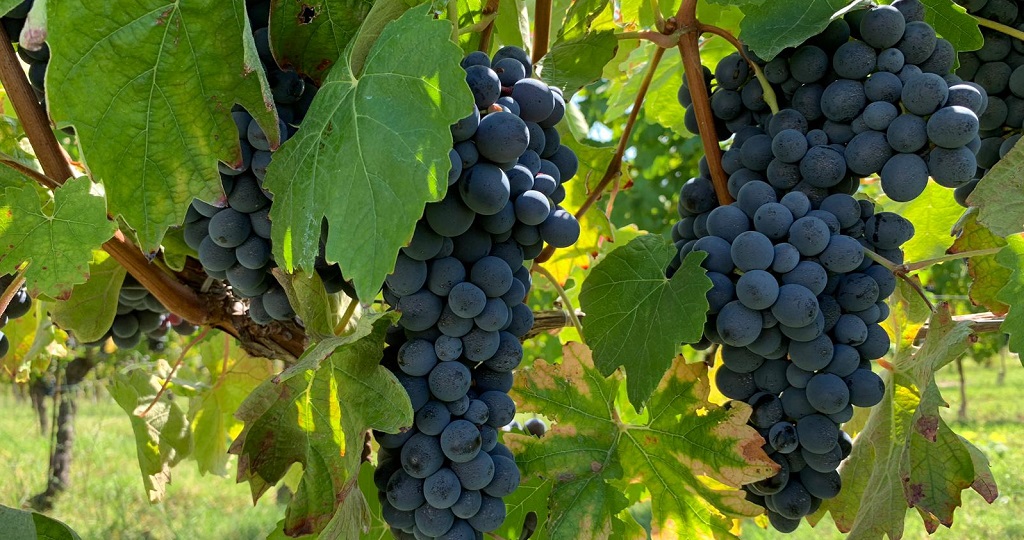 Barbera