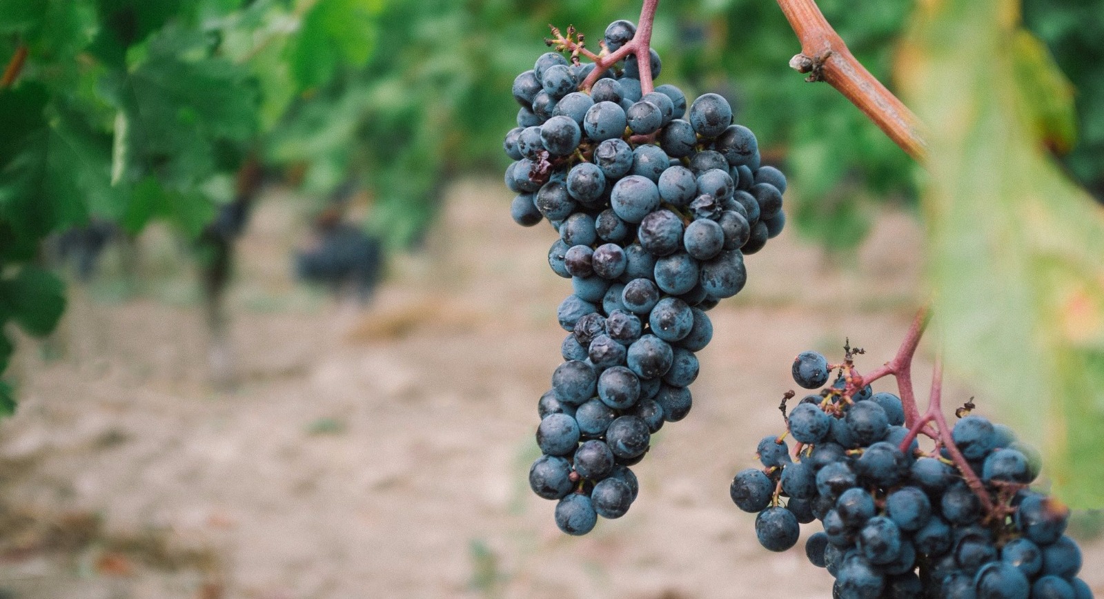 Read more about Merlot