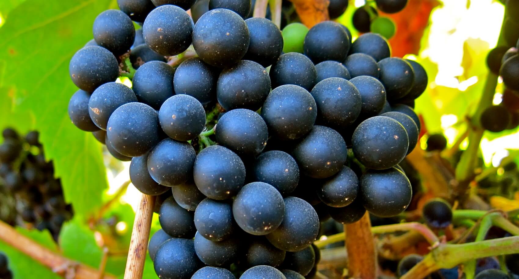 Petit Verdot