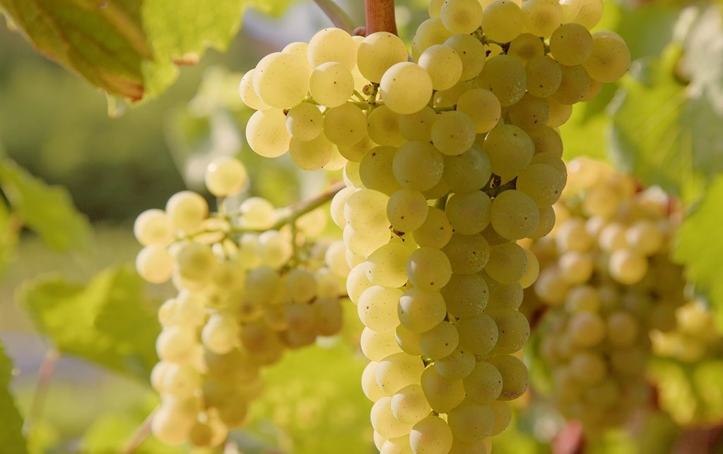 Vermentino