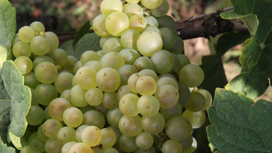 Marsanne