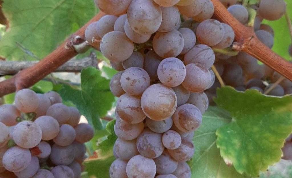 Sauvignon Gris