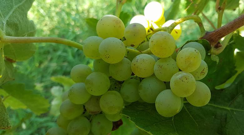 Verdicchio