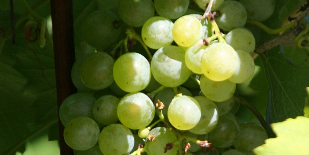 Grüner Veltliner