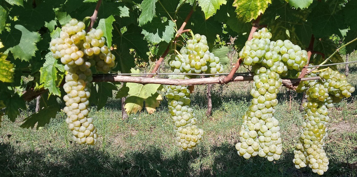 Trebbiano Spoletino