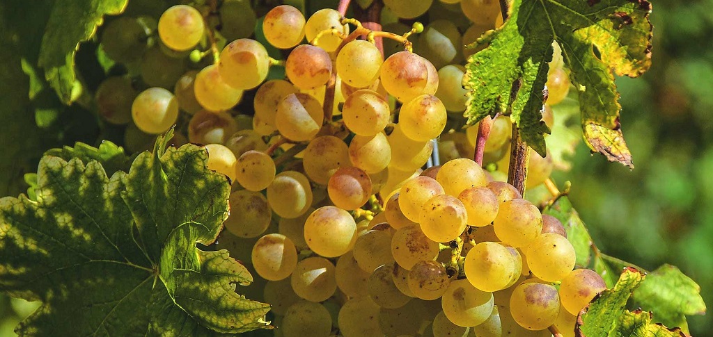 Chasselas