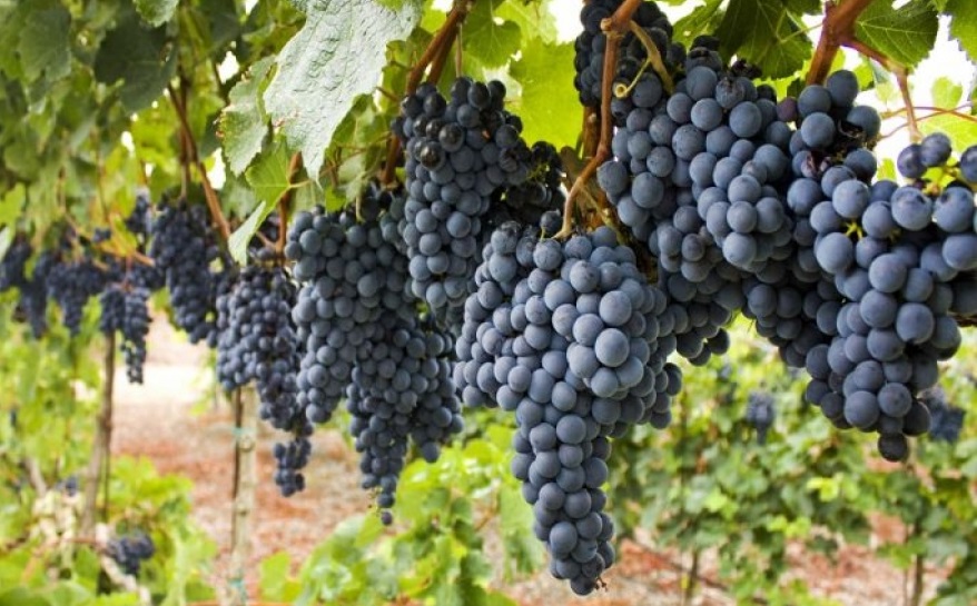 Tannat