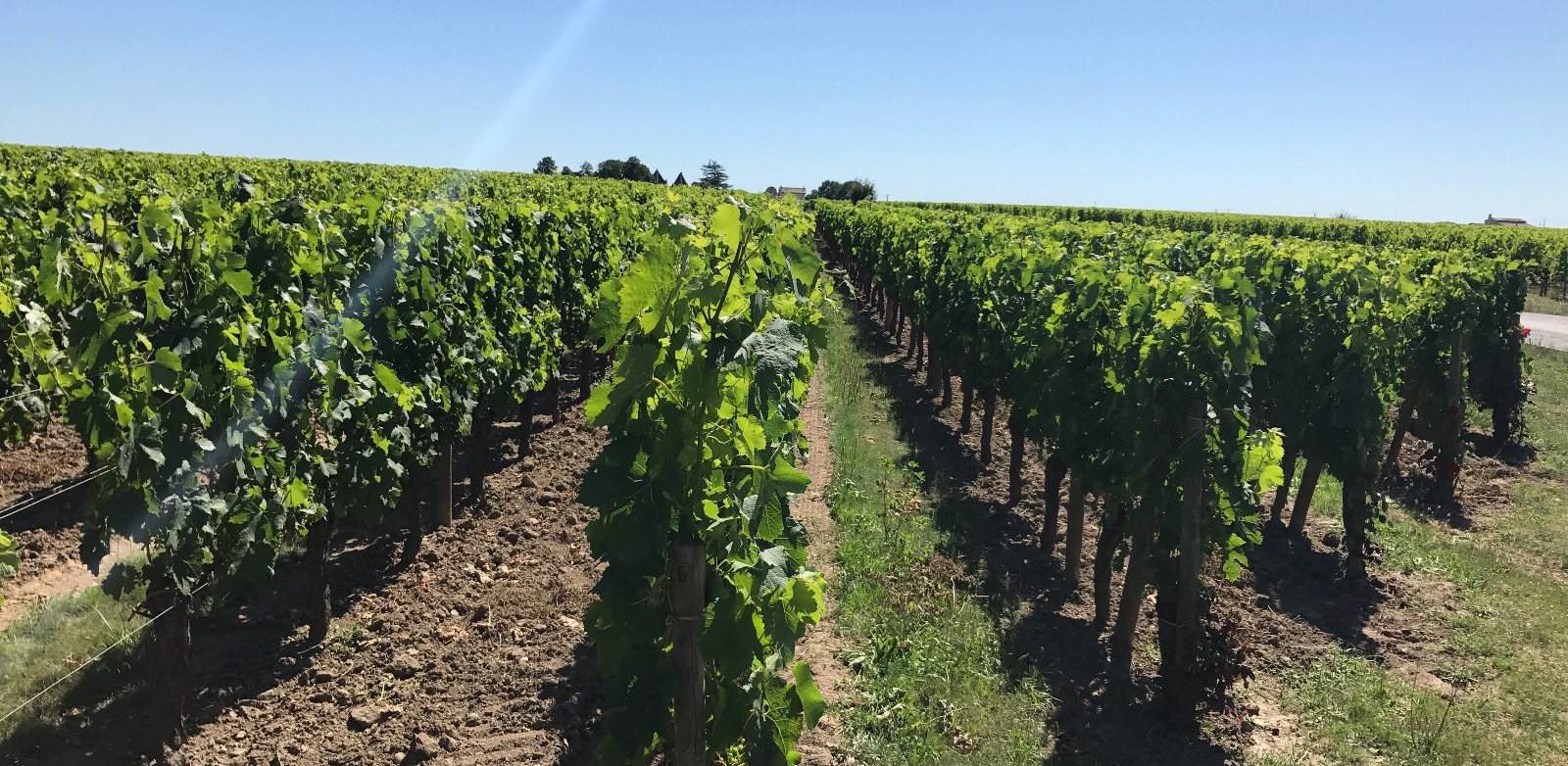 Read more about Pomerol AOC