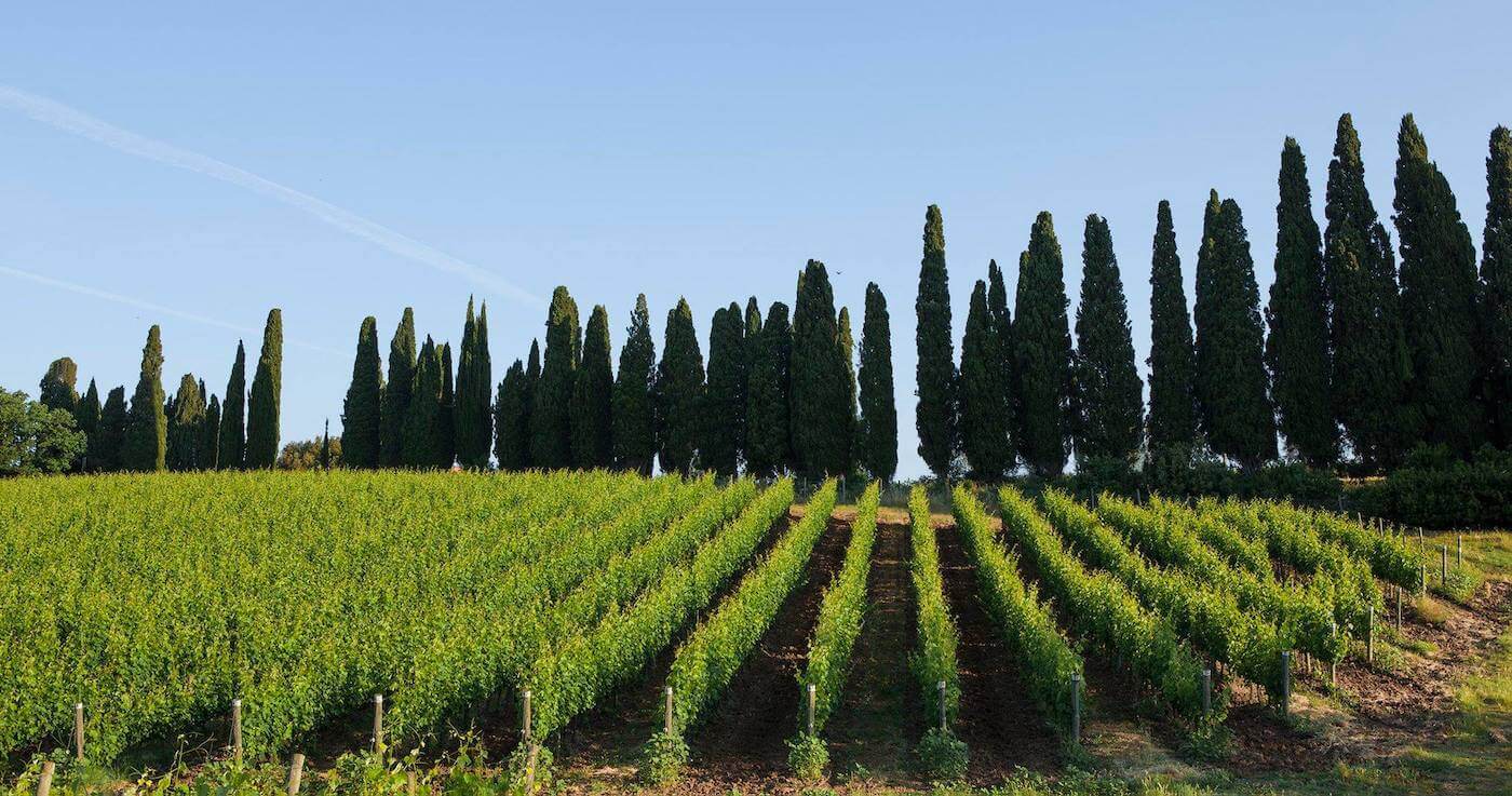 Read more about Bolgheri DOC