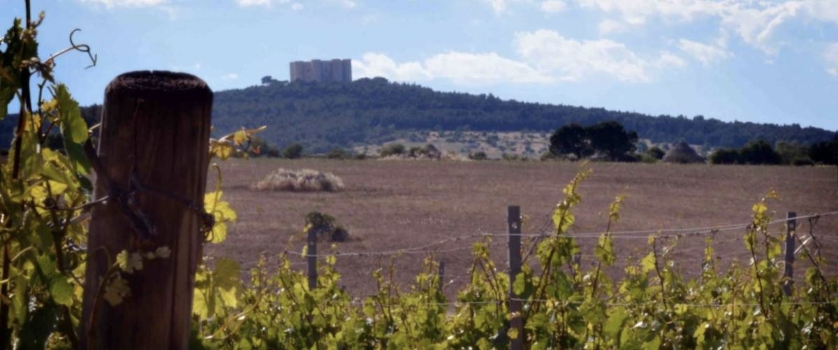 Castel del Monte DOC