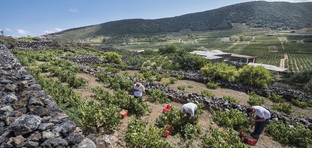 Pantelleria DOC