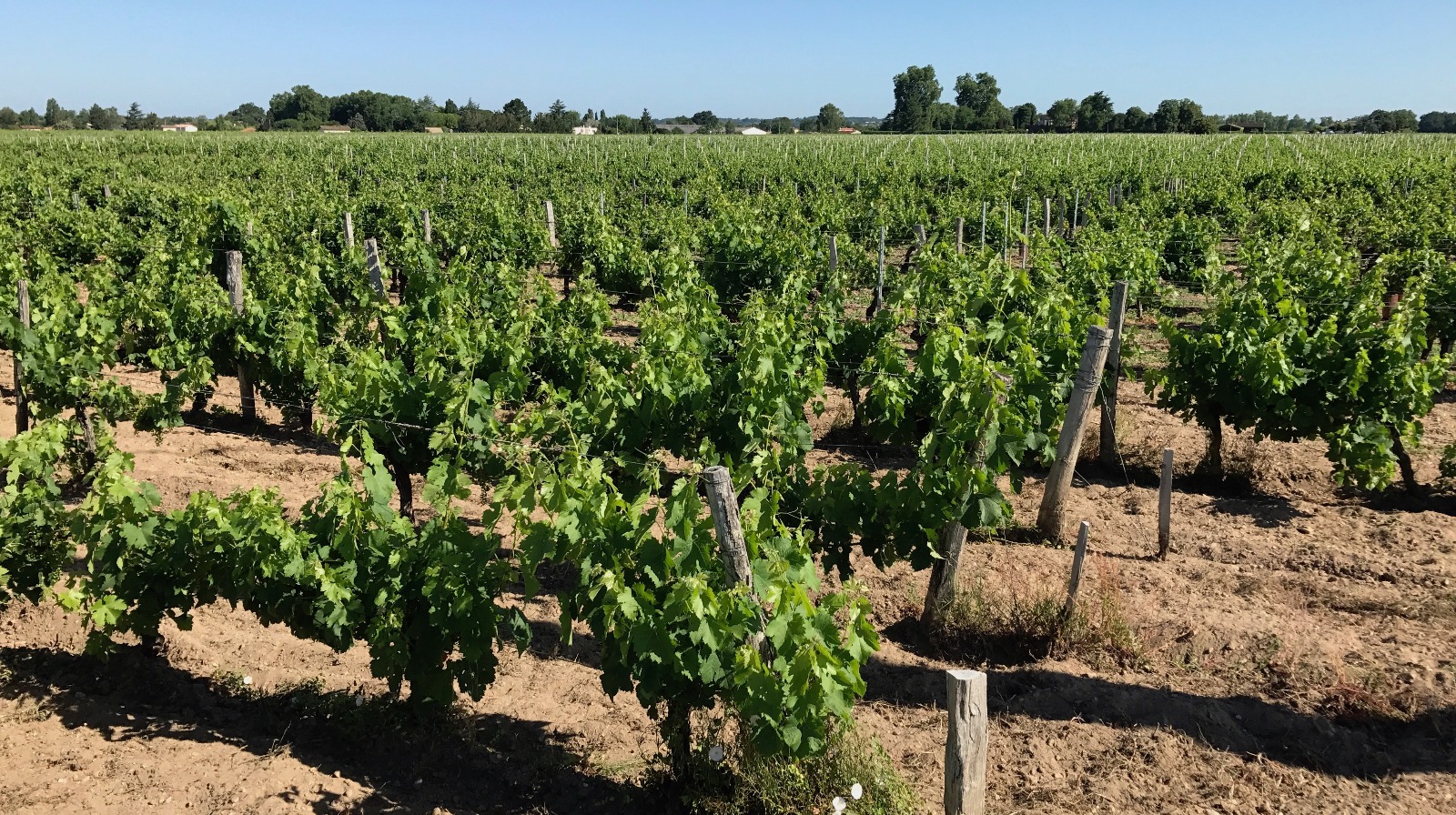 Lalande-de-Pomerol AOC