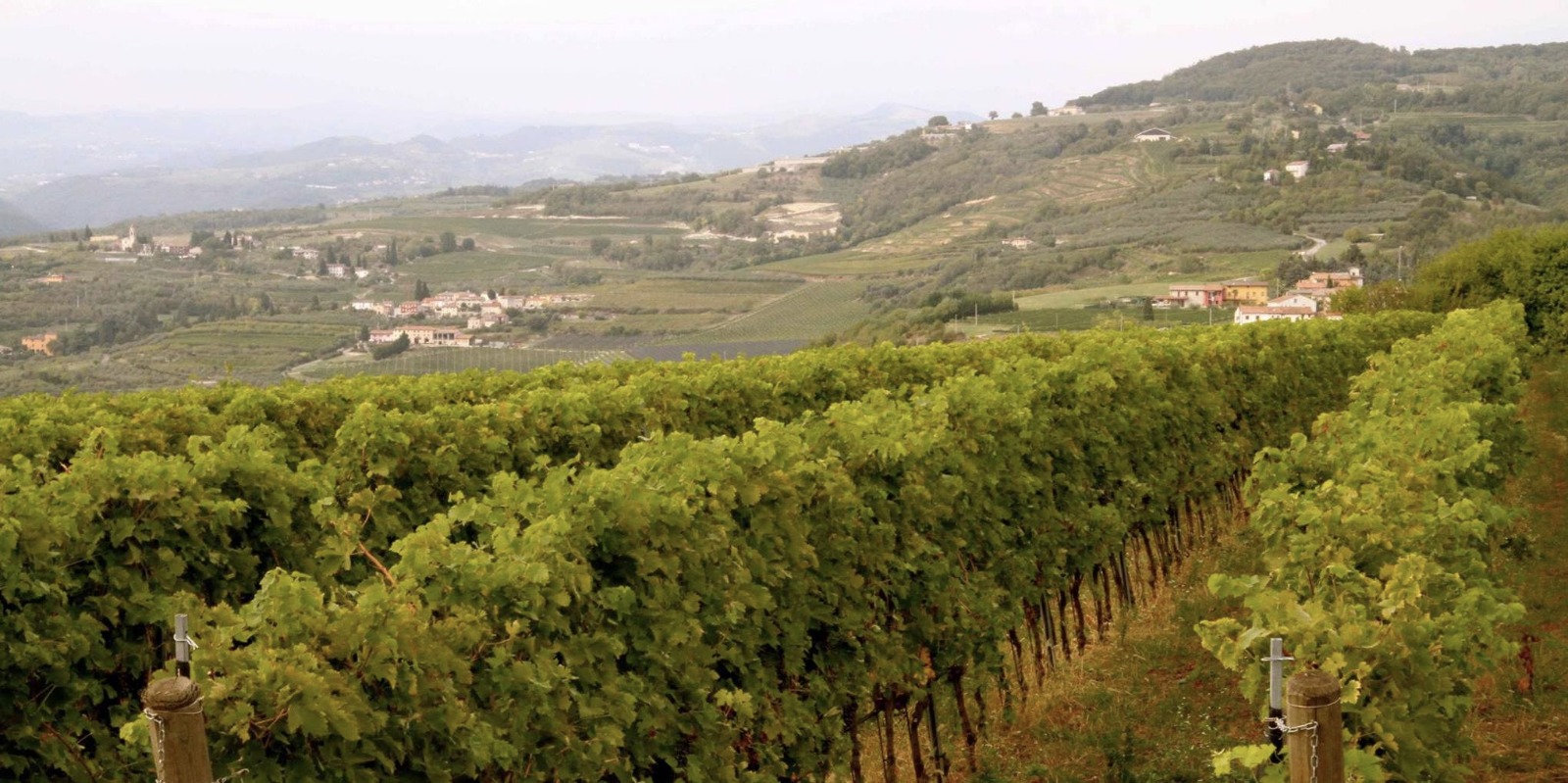 Read more about Valpolicella DOC