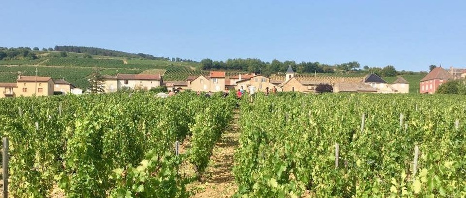 Read more about Pouilly-Fuissé AOC