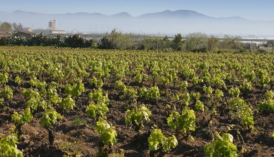 Malvasia di Bosa DOC