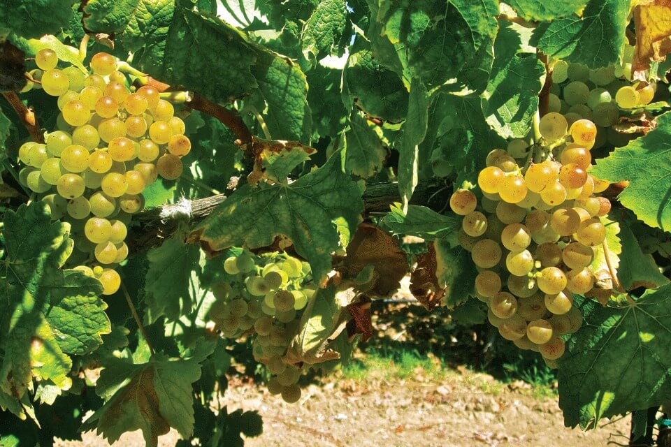 Read more about Moscato di Sardegna DOC