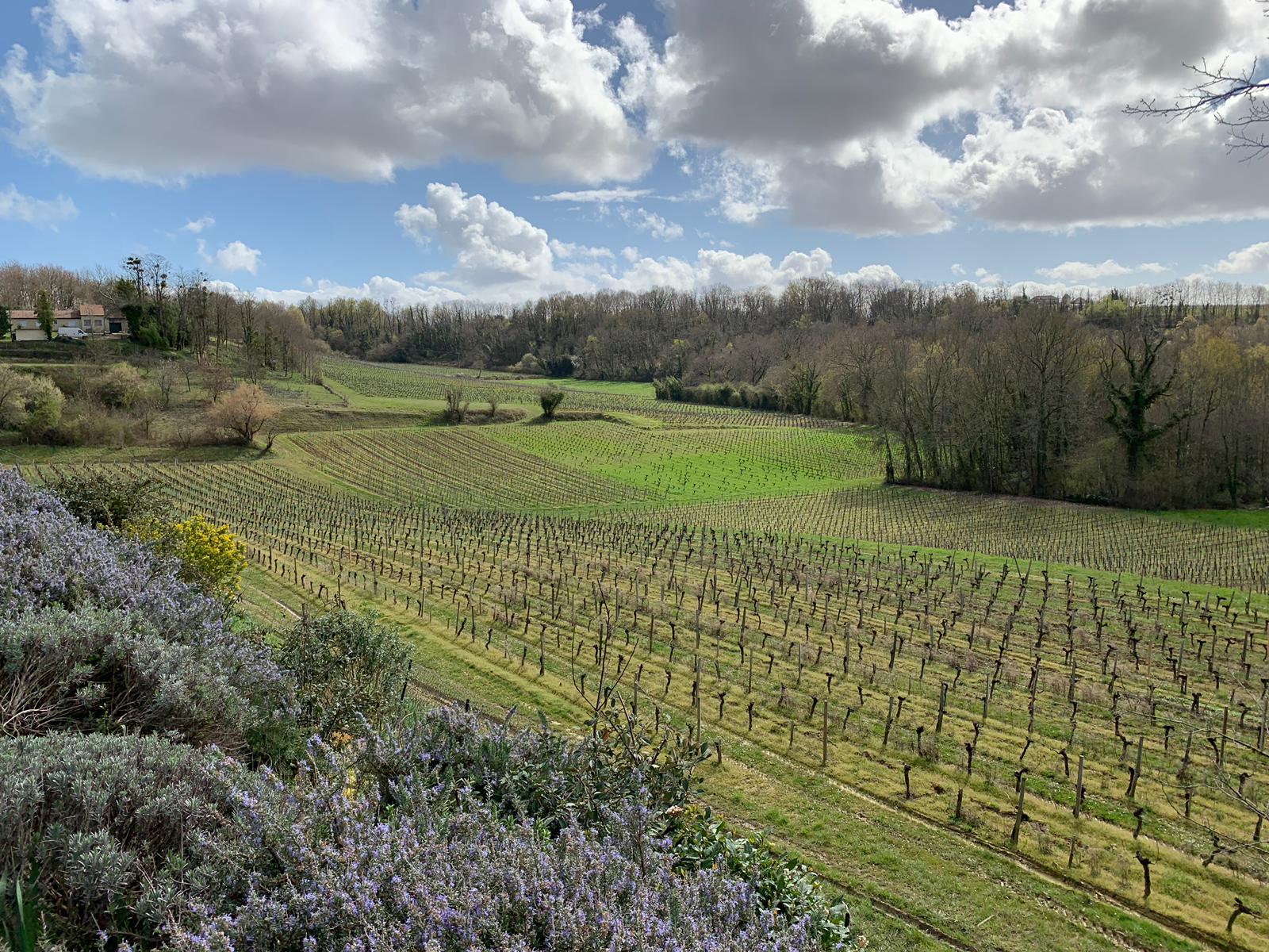 Côtes de Bourg AOC