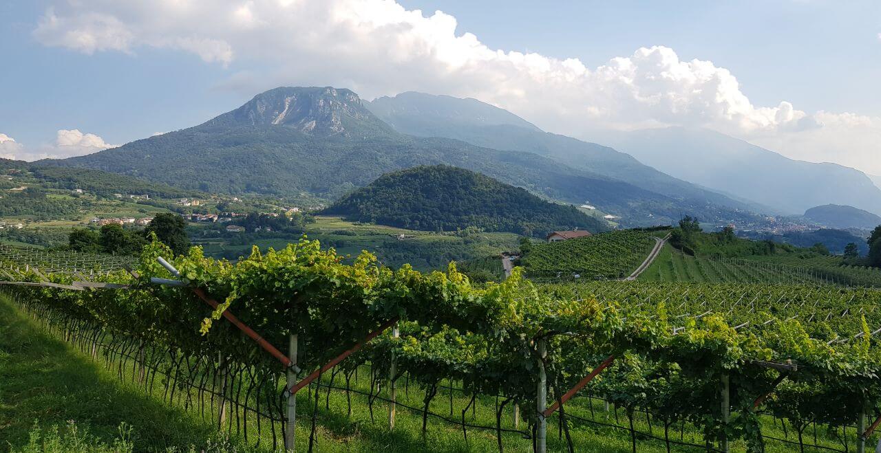 Vigneti delle Dolomiti IGP