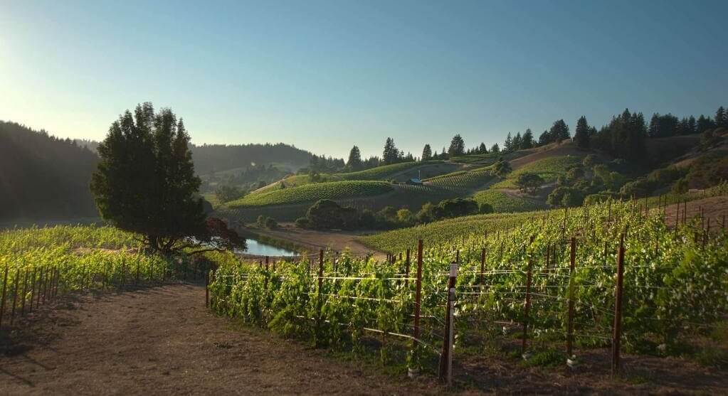 Read more about Redwood Valley AVA