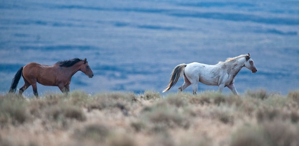 Wild Horse Valley AVA