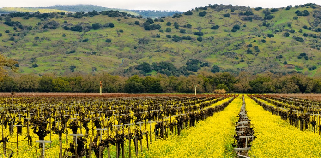 Read more about Yountville AVA