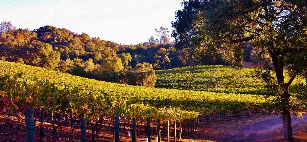 Read more about Alexander Valley AVA