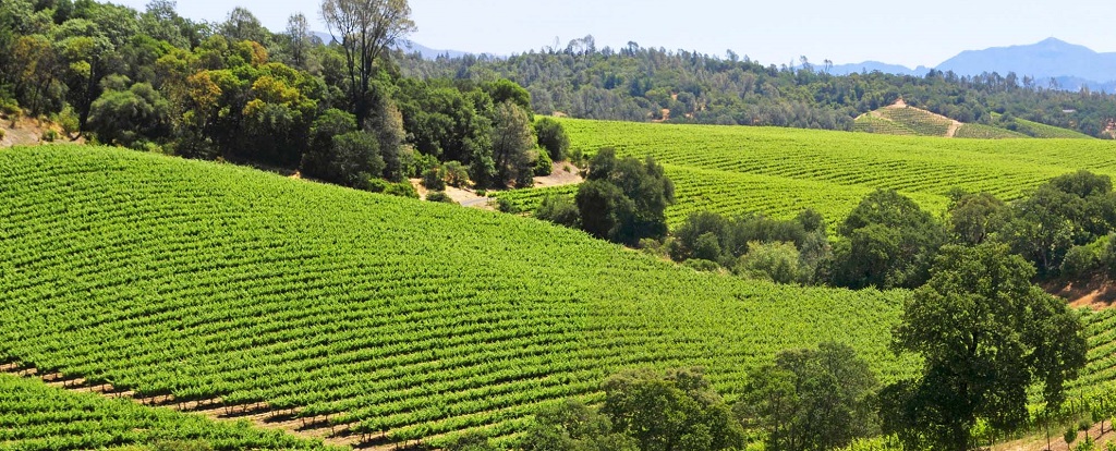 Read more about Dry Creek Valley AVA