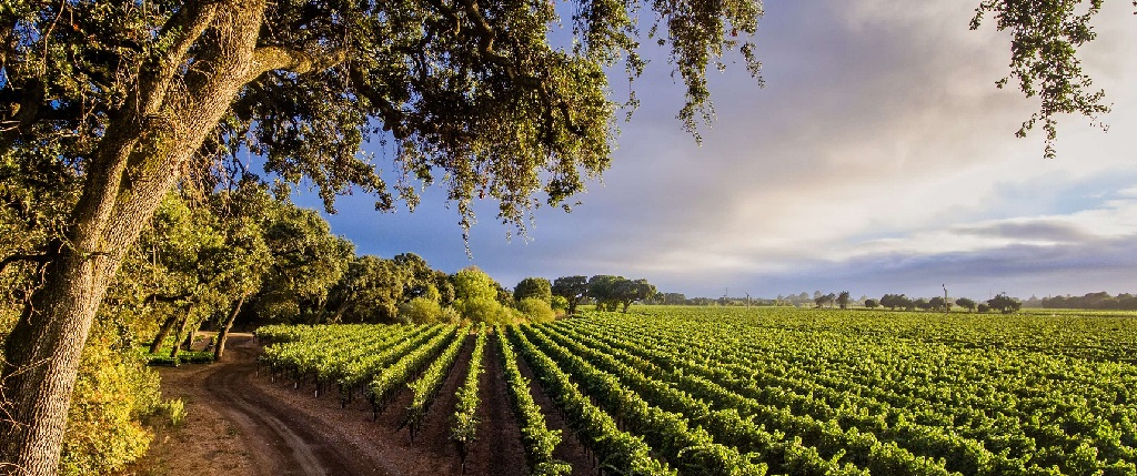 Sonoma Valley AVA