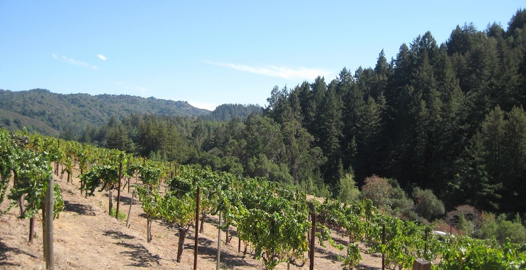 Read more about Santa Cruz Mountains AVA