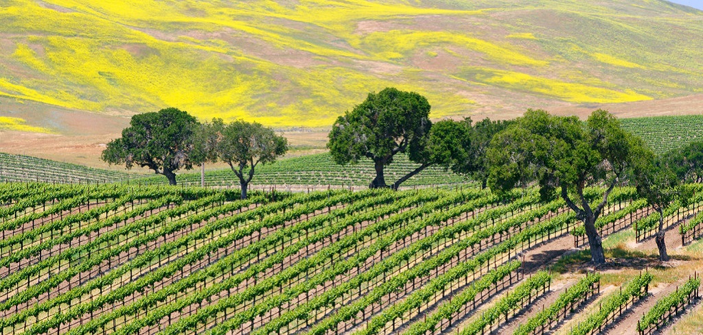 Santa Barbara County