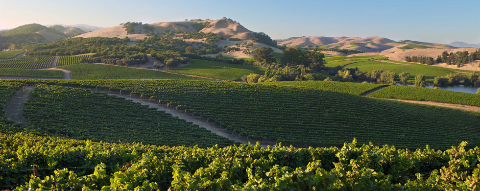 Read more about Carneros AVA