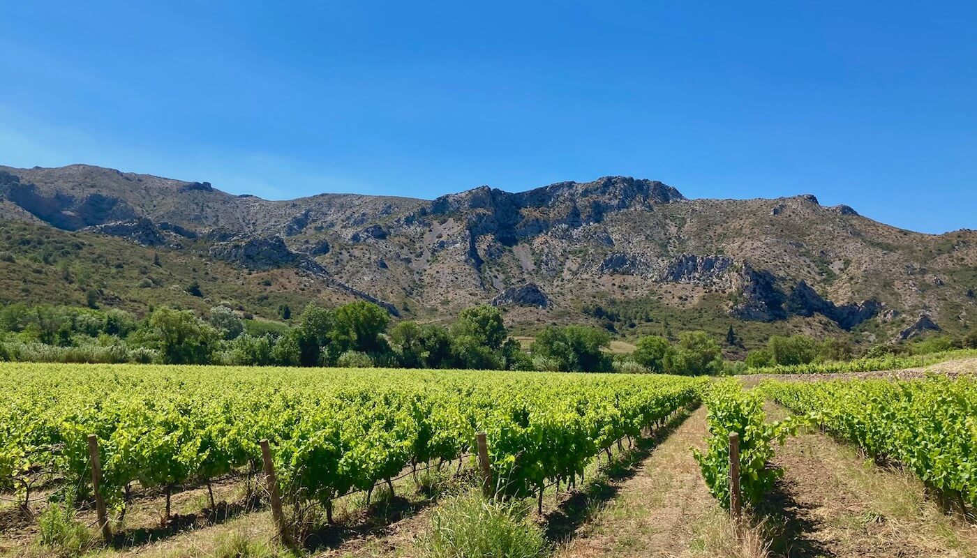 Côtes du Roussillon AOC