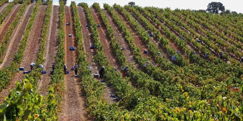 Cantine del Notaio