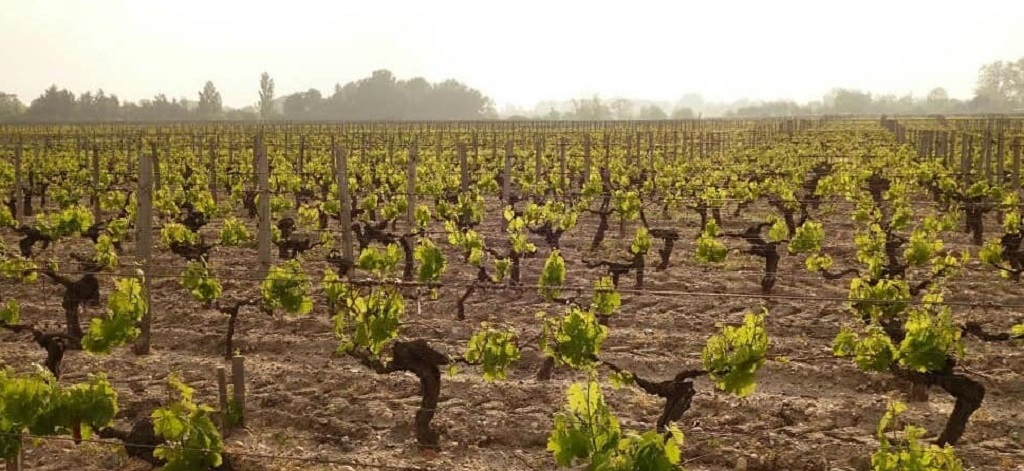 Château La Lagune