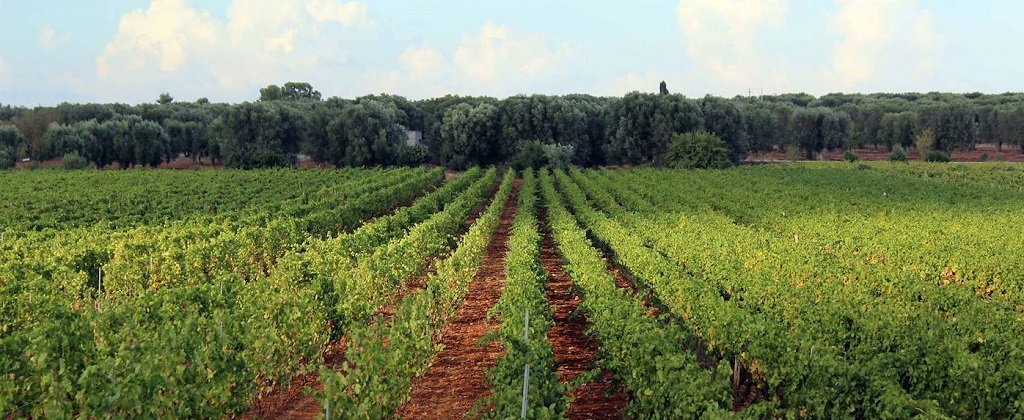 Cantine San Marzano