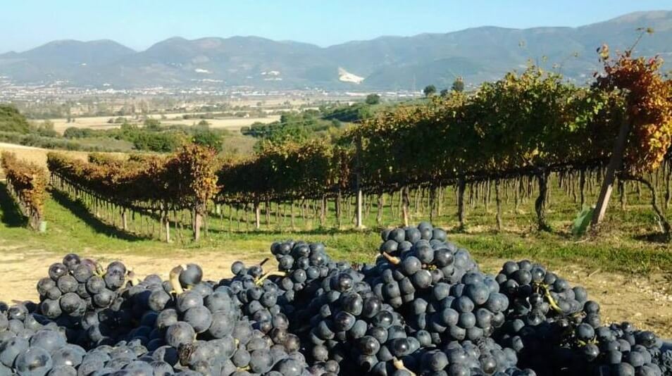 Azienda Agricola Romanelli