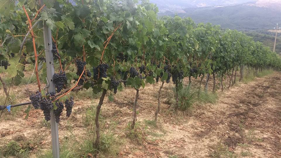 Alte Vigne delle Val Camastra