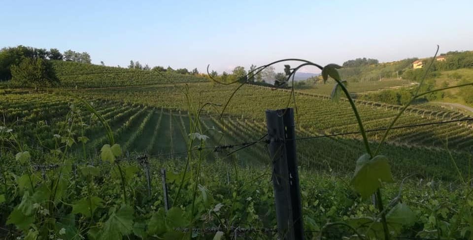 Azienda Vitivinicola Luigi Tacchino