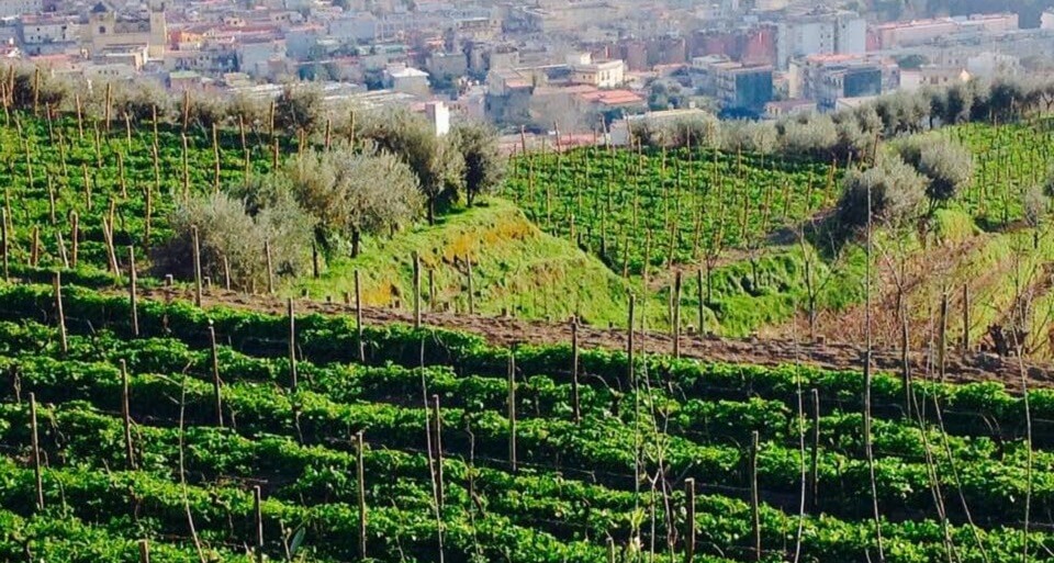 Cantine degli Astroni