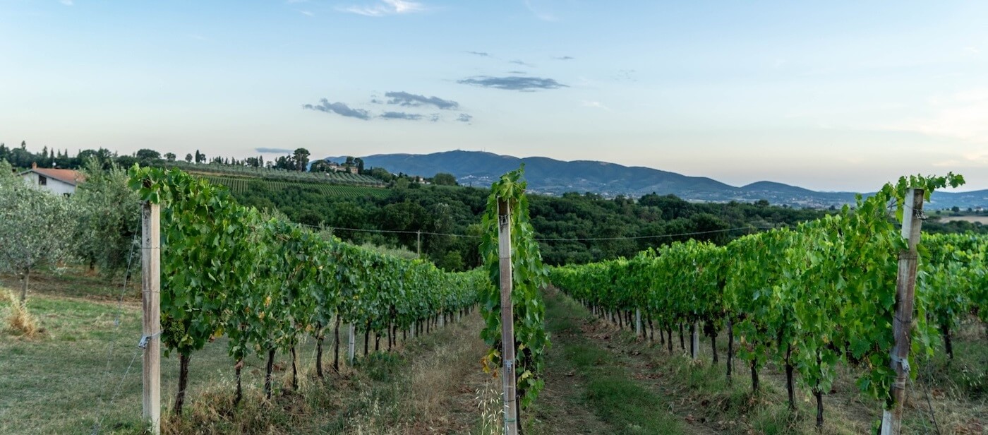 Azienda Agricola Valdangius