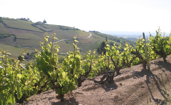 Domaine Daniel Bouland