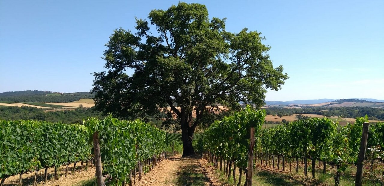 Cantina Vignaioli del Morellino di Scansano