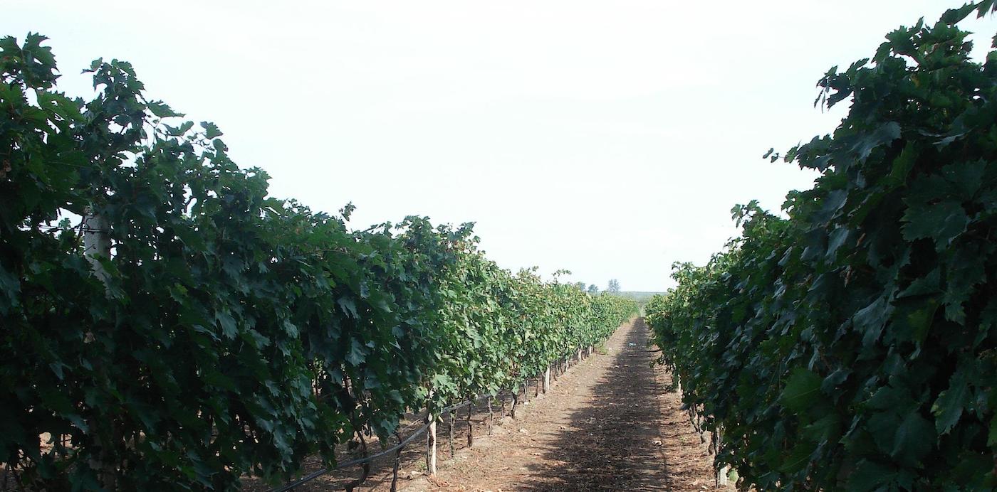 Cantine Teanum