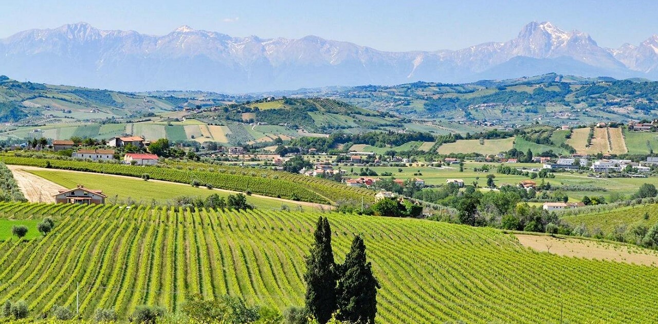 Azienda Agricola Barone Cornacchia