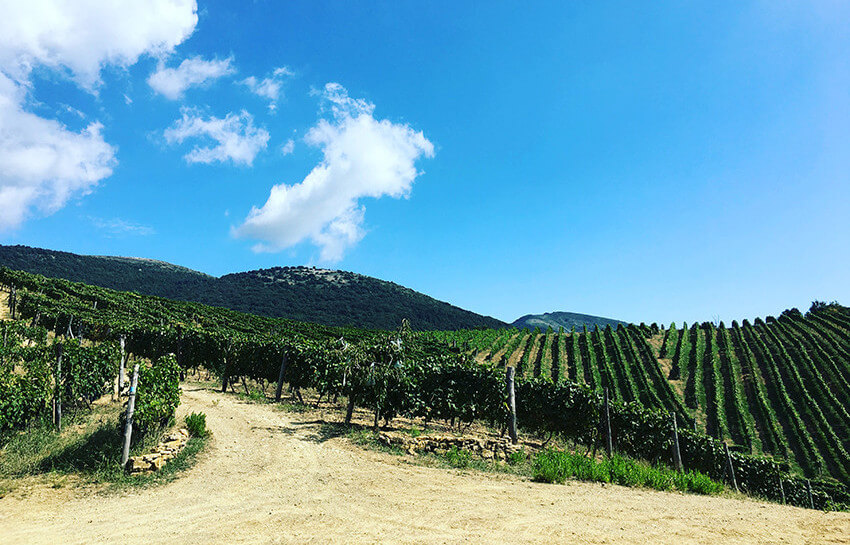 Azienda Agricola Donna Clara