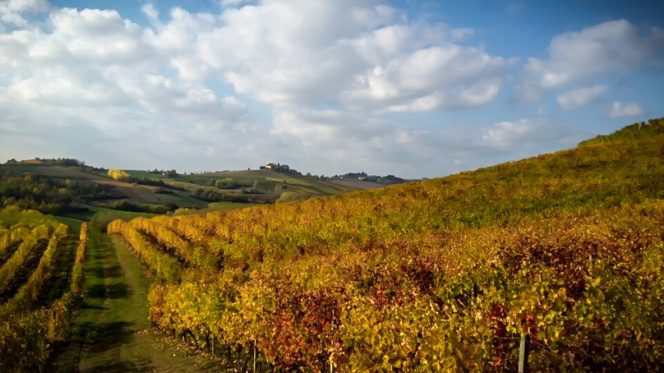 Azienda Agricola Tommaso Bosco