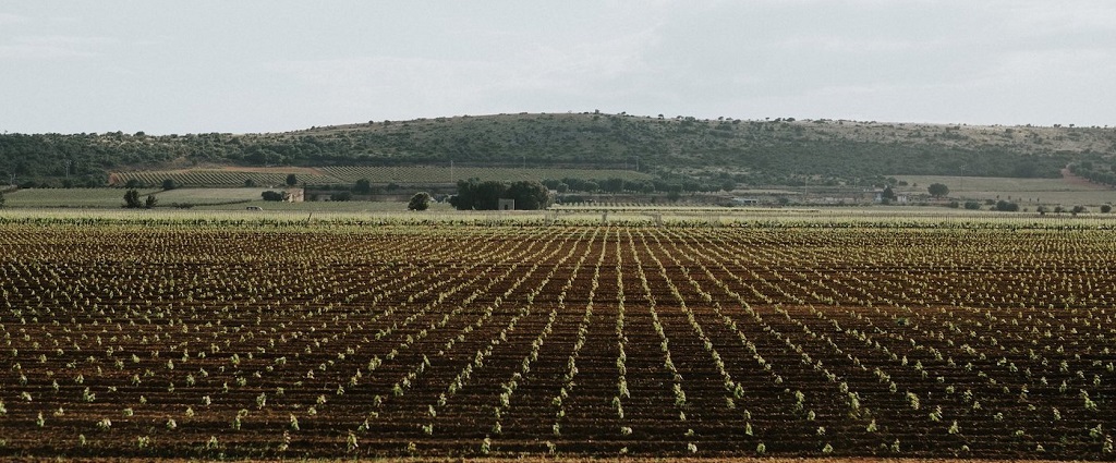 Azienda Agricola Tenute Rubino