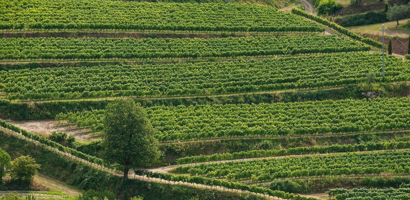 Agricola Corte Cavedini