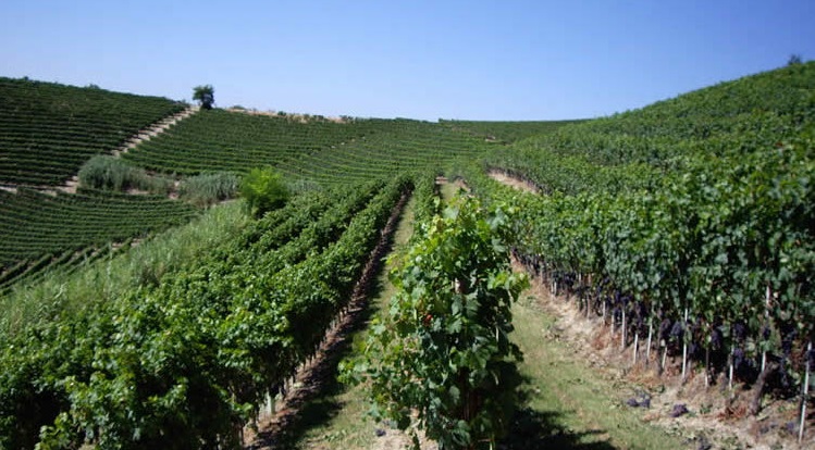 Azienda Agricola Azelia di Luigi Scavino