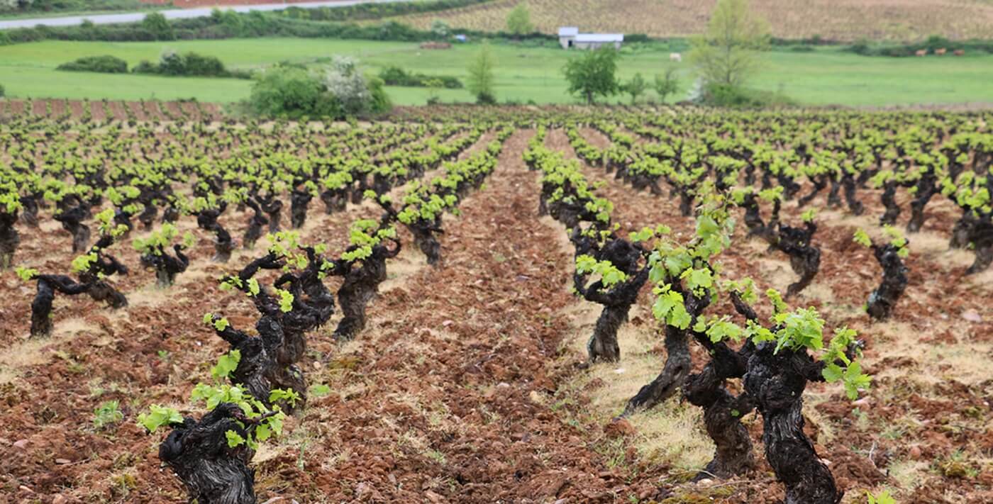 Bodegas Peique